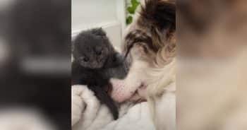 Border Collie Becomes Protector to Kitten Found Alone on Rainy Night