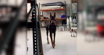 This Medical Service Dog Keeps His Owner Safe, But His “Stalking” Videos Steal the Show