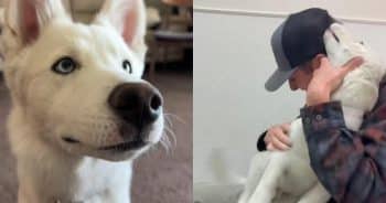 Man Rescues Stray Husky, Then Realizes He Was Meant to Be His All Along