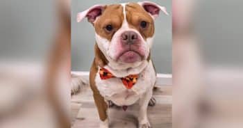 Dog Found Barely Alive on Roadside Covered in Nearly 900 Ticks