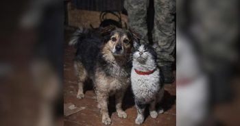 Ukrainian Troops Use Drone to Rescue Cat and Dog From War Zone’s Frontline