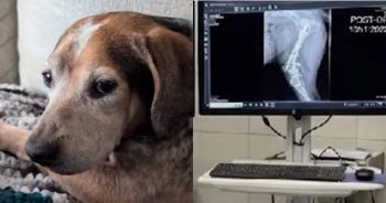 Family Searching for Missing Dog Targeted by Cruel AI Scam