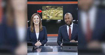 ‘Glowing Gnomes’ Turn Out to Be Chickens in Safety Vests and It’s Actually a Thing