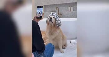 Dog Mom Stages Wild Bathroom Photoshoot With Her Dogs and Creates Adorable Art