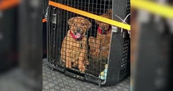 Tired and Shaken, 19 Dogs Rescued From Wildfires Finally Find Calm