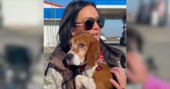 Beagle Rescued From Lab Finds His Voice and It’s the Sweetest Sound