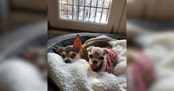 Losing His Best Friend Led Him to Adopt the Senior Dogs No One Else Would Take
