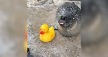 Curious Seal Goes Viral After Falling for His Rubber Ducky