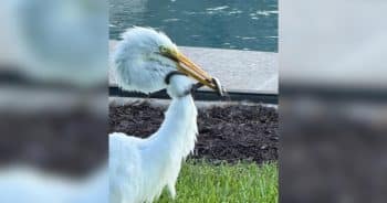 Man Watches as Bird Refuses to Move All Day, Then the Problem Slithers Out of Its Mouth