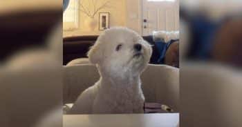 Couple Tries Viral Dog Test and the Results Were Brutally Clear