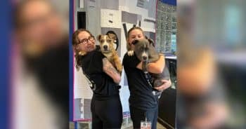 Puppies Found During Drug Bust Tested Positive for Cocaine but Are Now Safe in New Homes