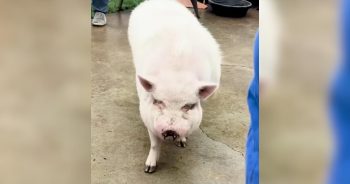 300-Pound Rescue Pig Cries After Leaving Home, Then Finds Comfort One Treat at a Time