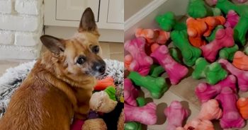 Silly Dog Has Over 150 Toys but Only Wants the Same Squeaky Bone Every Time