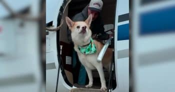 After 6 Years in a Shelter, This Dog Boards a Plane to Vegas and Finds a Home