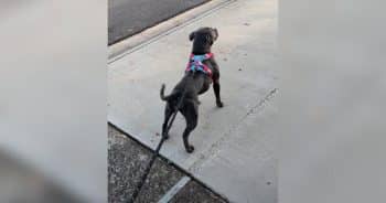 One Small Gesture Turns a Neighbor Into This Dog’s Favorite Person