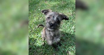 Stolen Puppy Finds Fresh Start With New Family and New Name