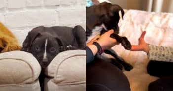 A Surprise Dog Adoption Helps a Girl See Herself in a Whole New Way