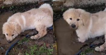 Golden Retriever Puppy Blows Bubbles in the Mud Like It’s the Best Day Ever