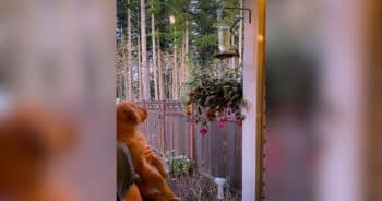 Golden Retriever Puppy Falls in Love With the Hummingbirds in Her Backyard