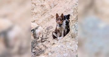 Rescuers Heard Frantic Barks From a Canyon and Found 3 Lives Hanging On
