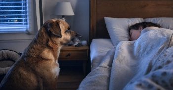 Dog Won’t Sleep at Night? 11 Things That Help Them Settle Down