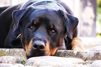 Best Foods for a Rottweiler with Diarrhea
