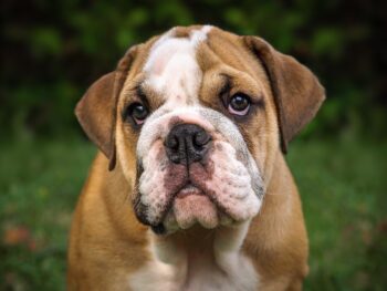 25 Foods for Bulldogs with Sensitive Stomachs