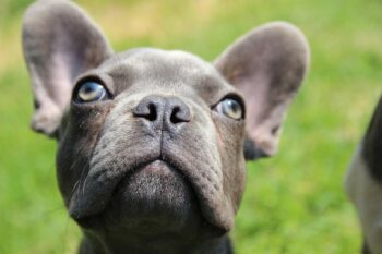 20 Best Frenchie Puppy Foods