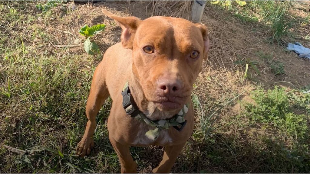 A New Light on Life! Dog Freed From Painfully Embedded Collar Finds a Loving Home