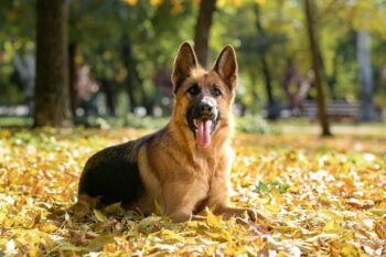 9 Best Freeze-Dried Dog Food Brands for German Shepherds