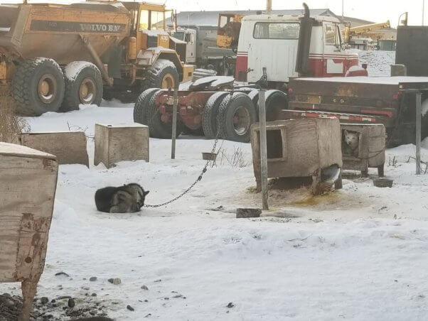 25 Dogs Found Dead, Many Reportedly Still Chained, at Alaska Dog-Sled Kennel