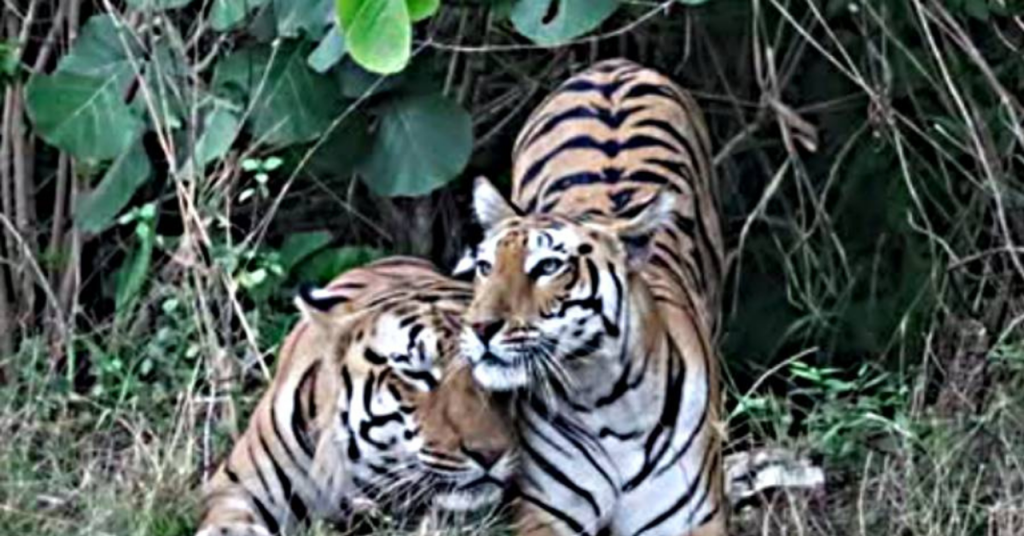 How a tiger couple in Kheoni revived a forgotten forest