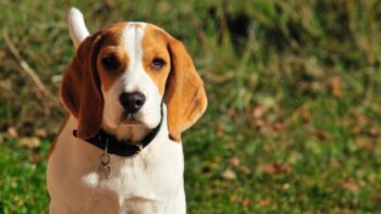 Foods for Beagles with Sensitive Stomachs