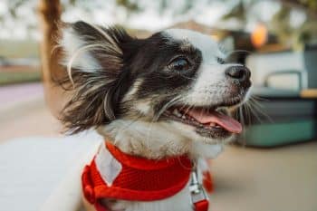 13 Dog Breeds That Stay Small And Cute Forever