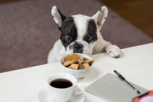 How Many Calories Does My Dog Need?