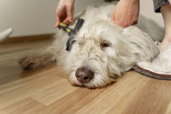 8 Dematting Brush for Dogs
