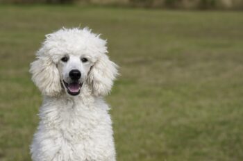 2Foods for Poodles with Sensitive Stomachs