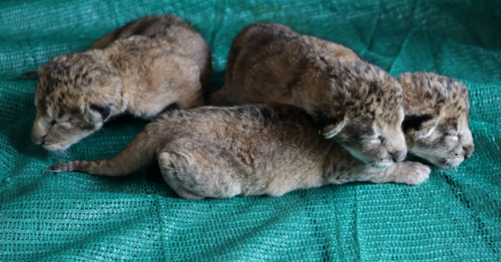 New Born Lion Cubs In Mumbai Park Raise A Rare Question : Can Lions And Tigers Coexist?