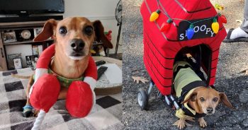 After a Devastating Injury, Sammy the Dog Becomes the Definition of Resilience