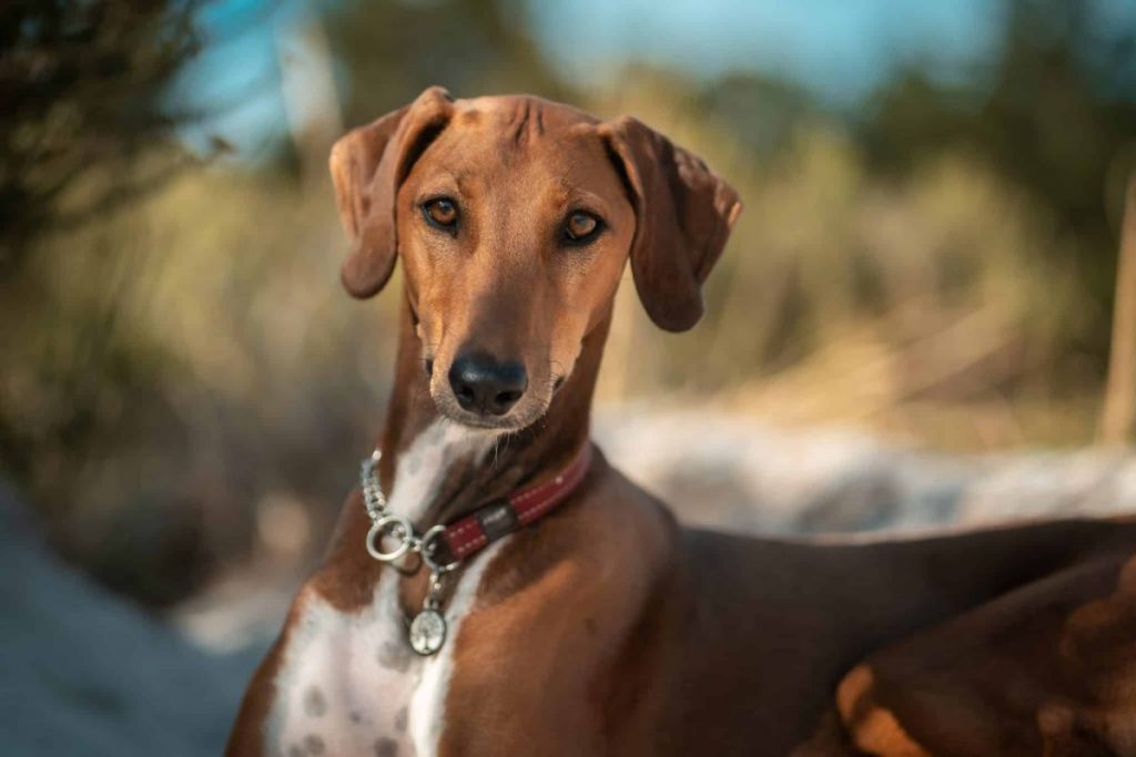 Diamonds in the ‘Ruff’: American Kennel Club Reveals the Rarest Dog Breeds in the U.S.