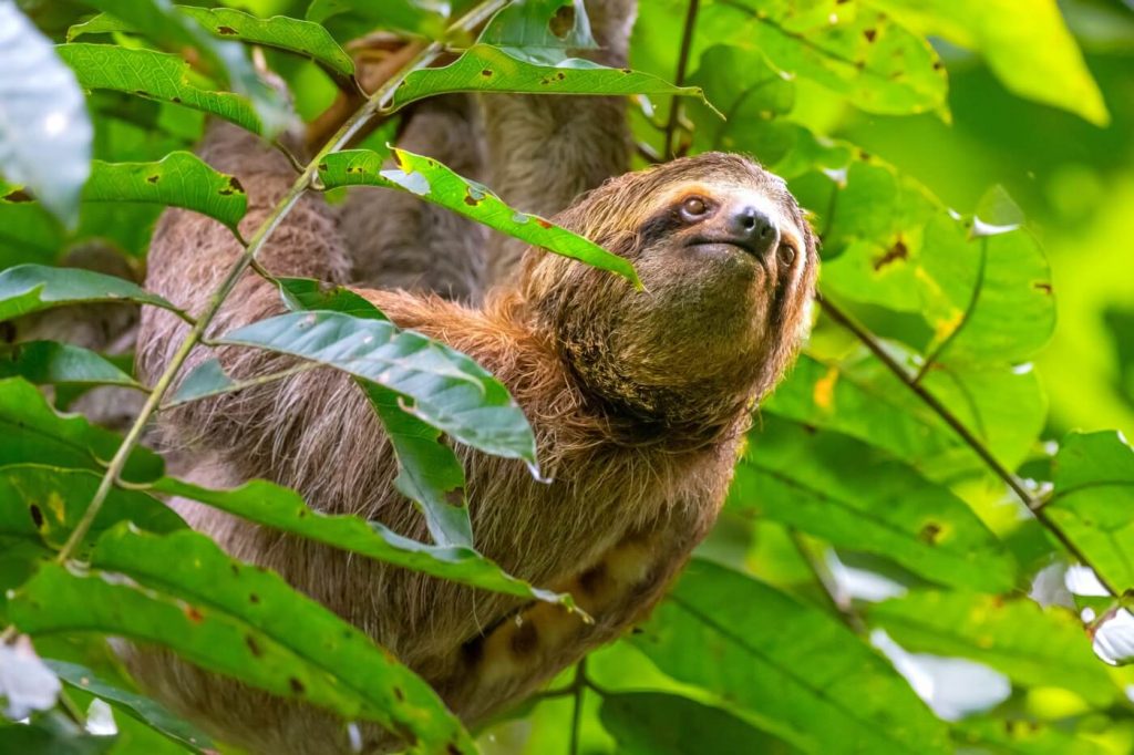 Mass Deaths at Sloth World Prompt PETA Cruelty Complaint in Florida