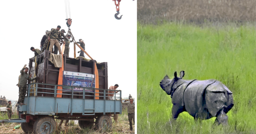 How Dudhwa Tiger Reserve Is Rebuilding Its Rhino Legacy