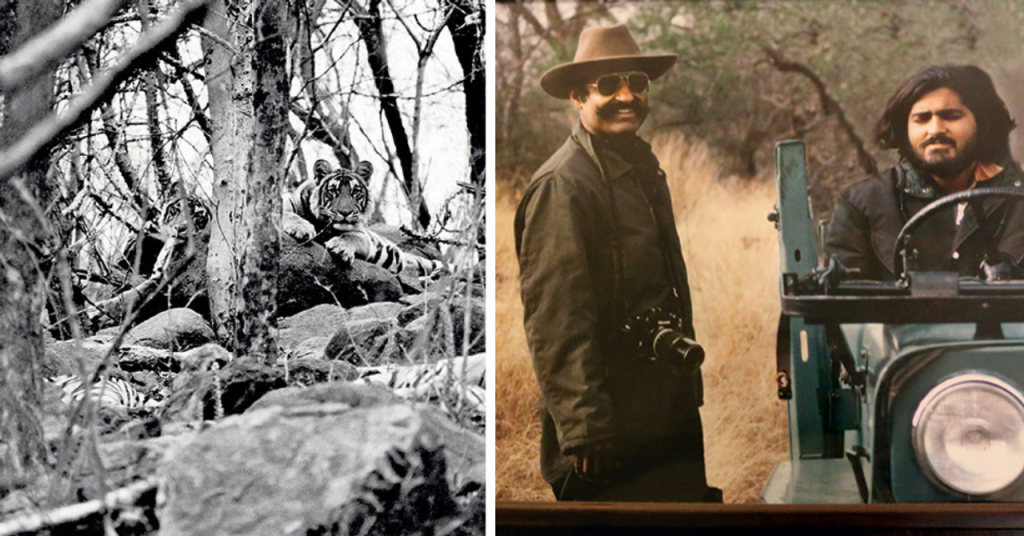 How a Chance Encounter With Tigress Padmini Sparked India’s Wildlife Revival & Forest Comeback