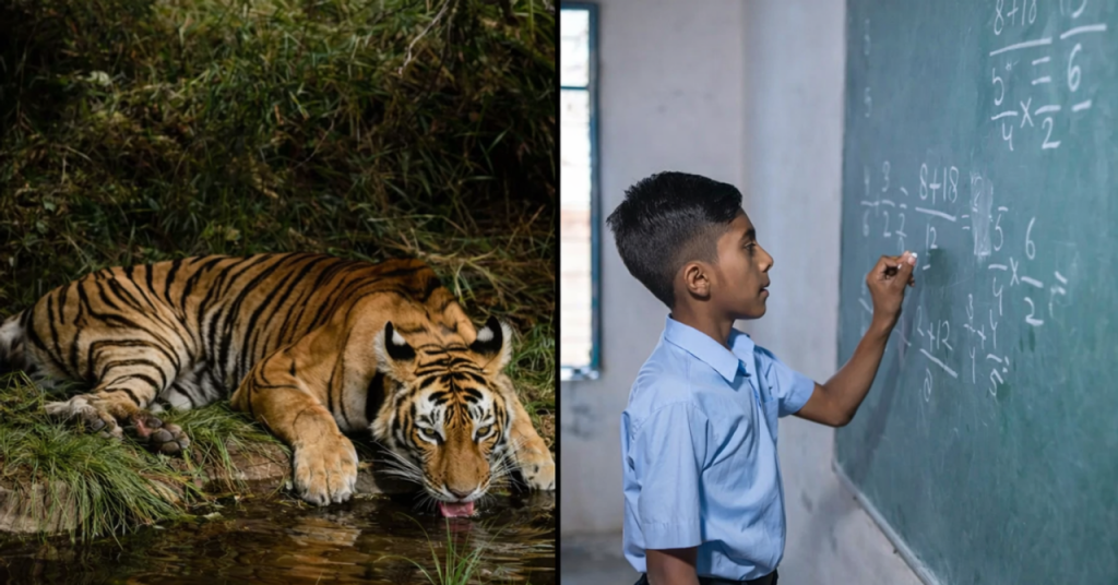 Scientist Explains How One Tiger Can Help Send a Child to School in Rural Bengal