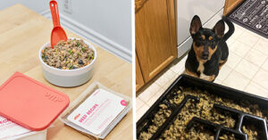 I Fed My Rescue Dog Ollie For 30 Days And The Difference It Made Is Incredible