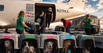 Hope Takes Flight: How The Second Chance Movement Saves At-Risk Pets