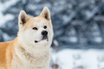 8 Ways To Help Your Akita Stop Scratching