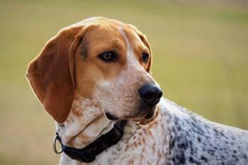 Ultimate American English Coonhound Puppy Shopping List: Checklist of 22 Must-Have Items