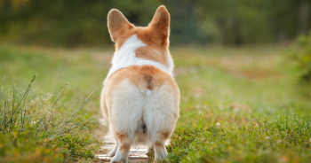 7 Best Anal Gland Supplements for Dogs in 2026