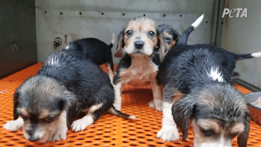 HISTORIC: A Lab-Industry Veterinarian Convicted After PETA’s Envigo Investigation